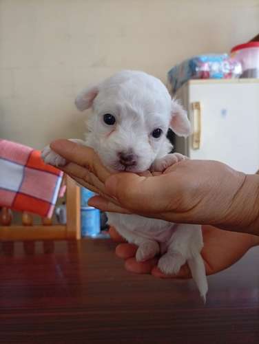  Cachorritos French Pelo lizo buscan un hogar responsable 