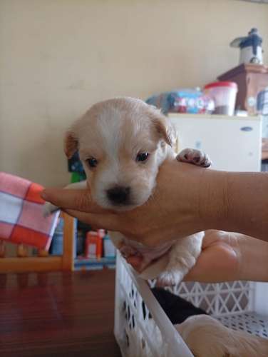  Cachorritos French Pelo lizo buscan un hogar responsable  - Imagen 11