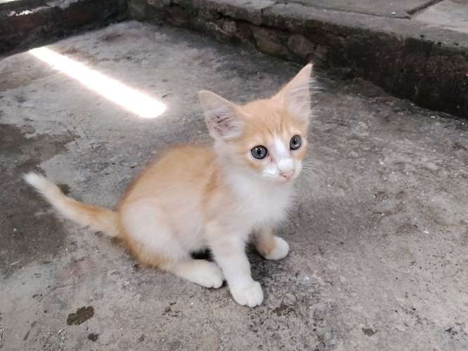 Gatos de 2 meses en adopción.
