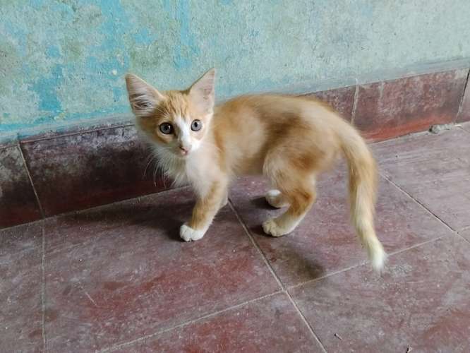 Gatos de 2 meses en adopción.