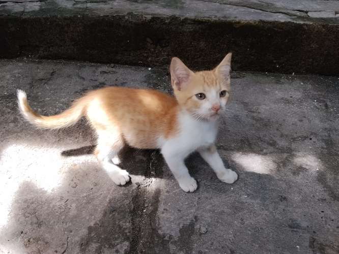 Gatos de 2 meses en adopción.