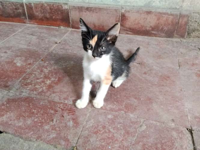 Gatos de 2 meses en adopción.