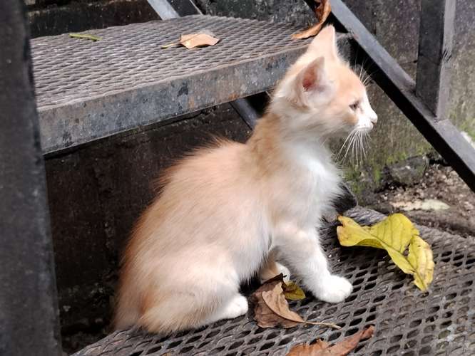 Gatos de 2 meses en adopción.