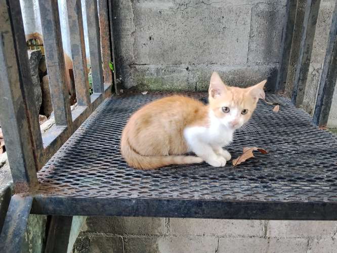Gatos de 2 meses en adopción.