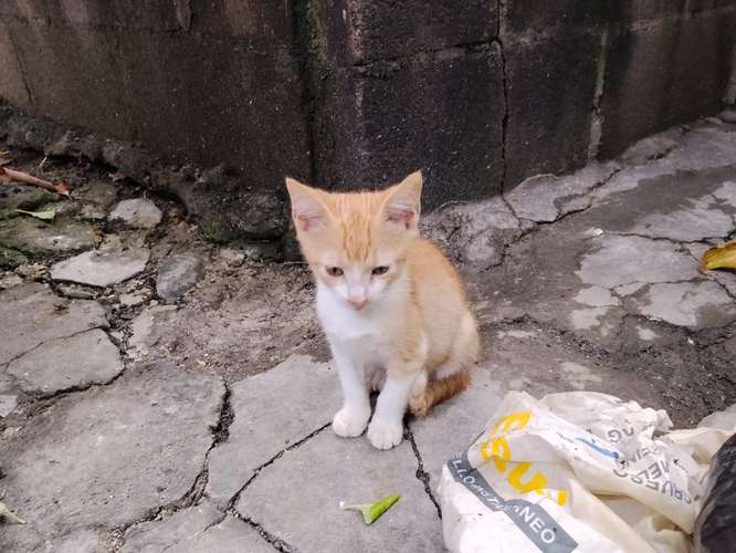 Gatos de 2 meses en adopción.