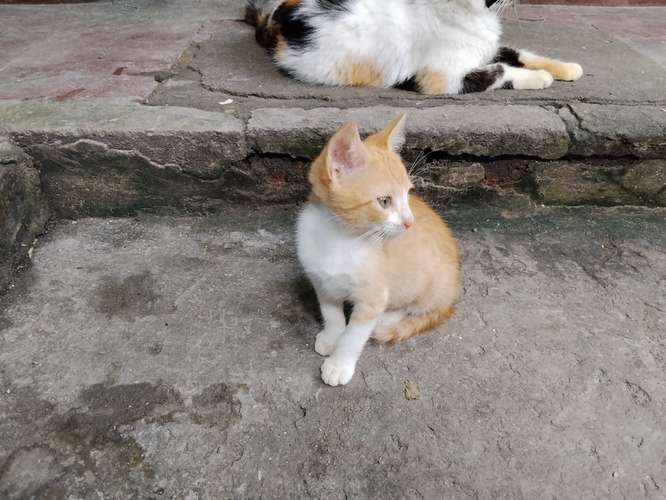 Gatos de 2 meses en adopción.