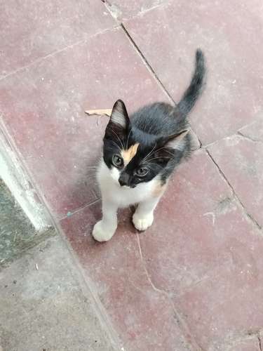 Gatos de 2 meses en adopción.