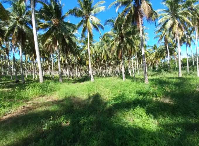 Espectacular terreno 33.43 Mz equivalentes a 234,080 m² en Metalío: frente a playas del Pacífico y la bocana, Sonsonate