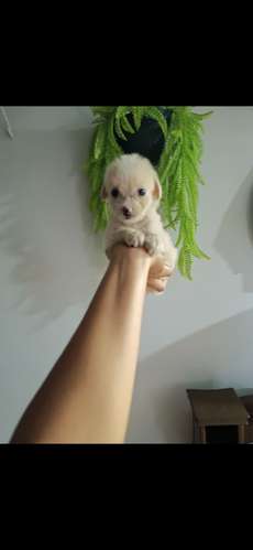 MALTIPOO MINI TOY MACHO 