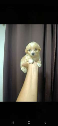 MALTIPOO MINI TOY HEMBRA 