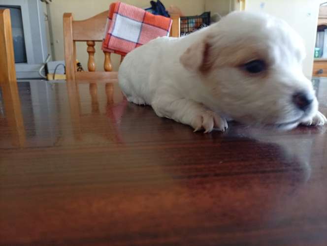 Hermosa cachorrita French  La dulzura que enamora a primera vista - Imagen 7