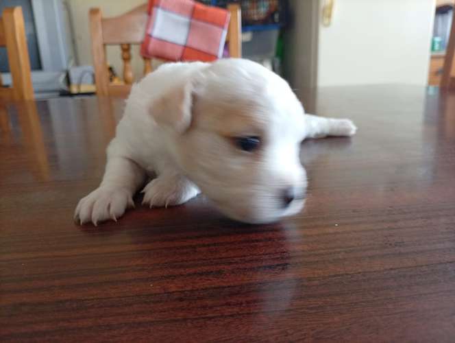 Hermosa cachorrita French  La dulzura que enamora a primera vista - Imagen 3