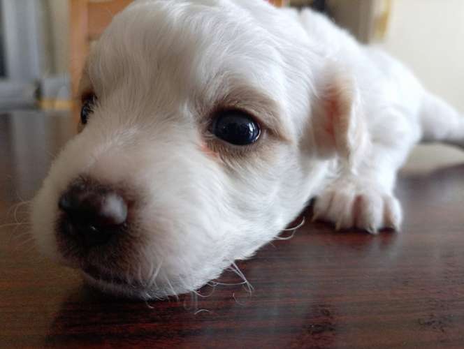 Hermosa cachorrita French  La dulzura que enamora a primera vista