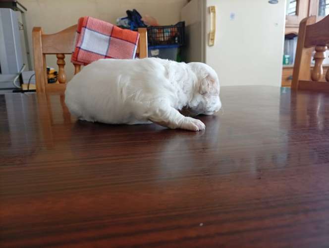 Hermosa cachorrita French  La dulzura que enamora a primera vista - Imagen 9