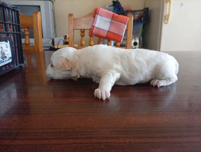 Hermosa cachorrita French  La dulzura que enamora a primera vista - Imagen 2