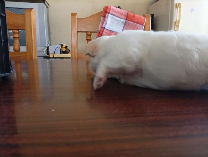 Hermosa cachorrita French  La dulzura que enamora a primera vista - Imagen 4