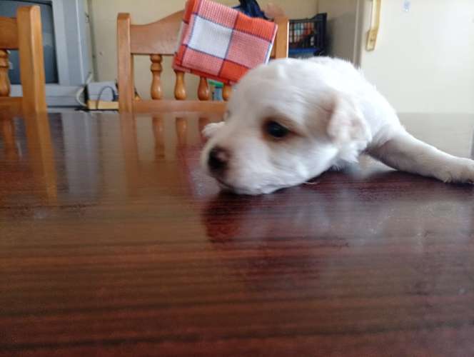 Hermosa cachorrita French  La dulzura que enamora a primera vista - Imagen 8