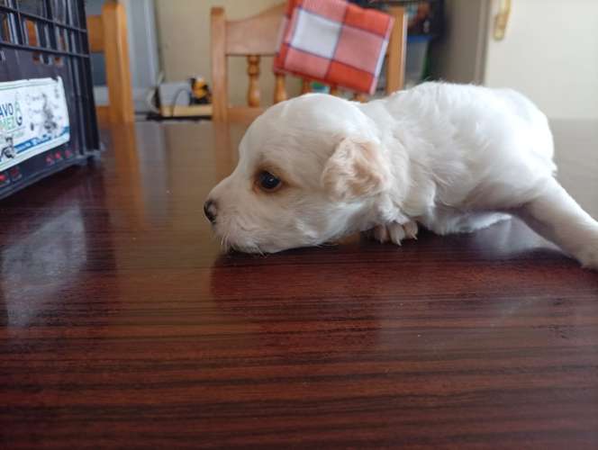 Hermosa cachorrita French  La dulzura que enamora a primera vista - Imagen 6
