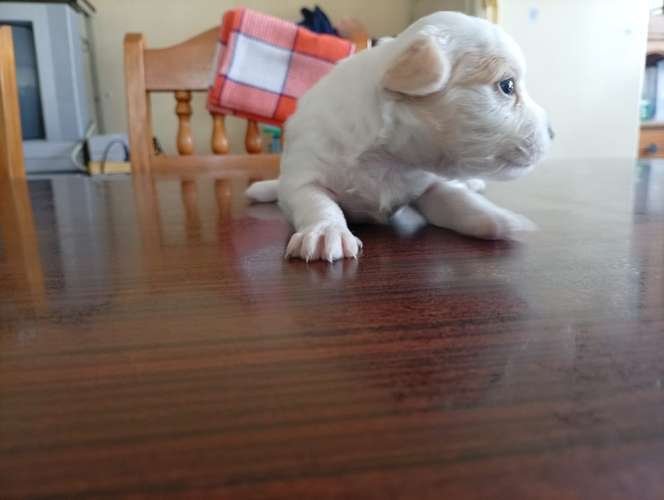 Hermosa cachorrita French  La dulzura que enamora a primera vista - Imagen 5