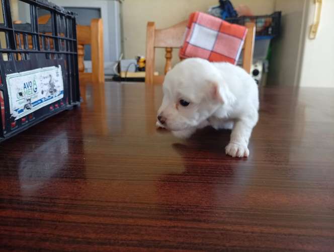 Linda cachorrita blanquita french un rayito de luz y energía tierna - Imagen 2
