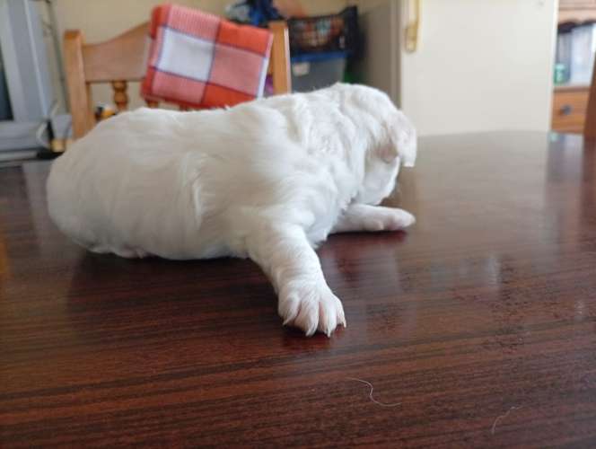 Linda cachorrita blanquita french un rayito de luz y energía tierna - Imagen 5