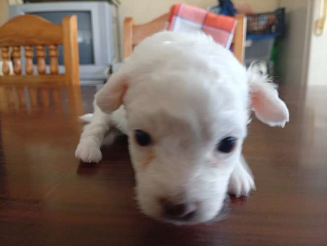 Linda cachorrita blanquita french un rayito de luz y energía tierna