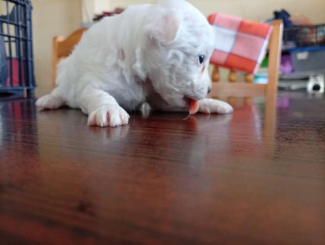 Linda cachorrita blanquita french un rayito de luz y energía tierna - Imagen 4