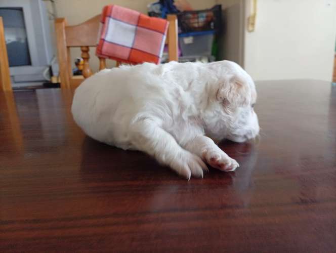 Linda cachorrita blanquita french un rayito de luz y energía tierna - Imagen 3