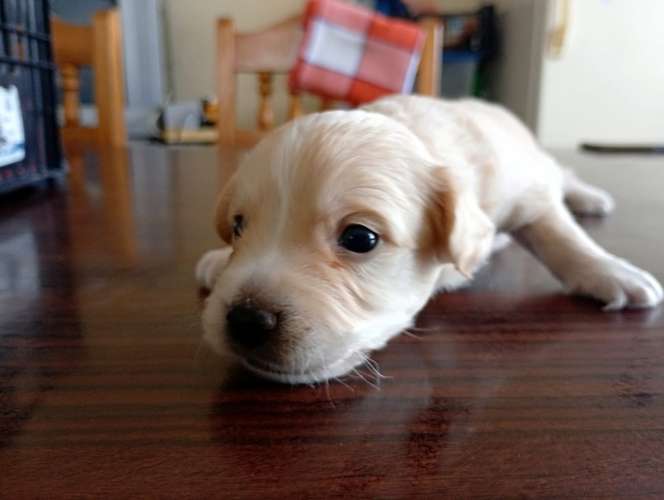 Varon french pelo liso ¡Mira esa marquita única en su cabeza! Un verdadero angelito beige 