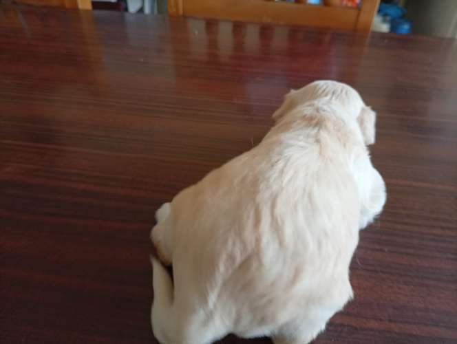 Varon french pelo liso ¡Mira esa marquita única en su cabeza! Un verdadero angelito beige 