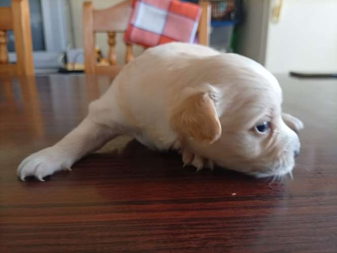 Varon french pelo liso ¡Mira esa marquita única en su cabeza! Un verdadero angelito beige 