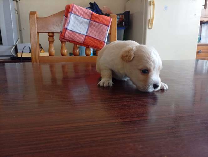 Varón French ¡El rey de la casa ha llegado para llenar tus días de sonrisas! 