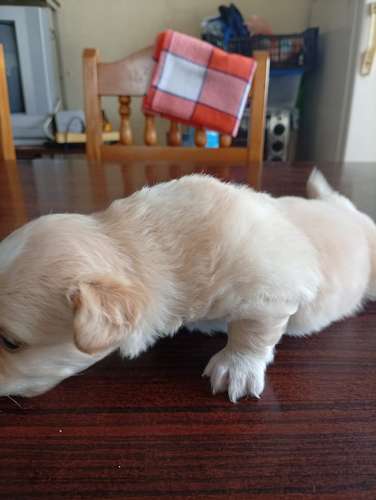 Varón French ¡El rey de la casa ha llegado para llenar tus días de sonrisas!  - Imagen 3