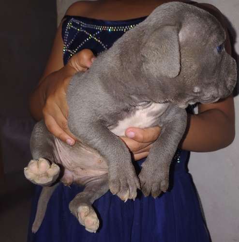 bonita cachorita pitbull blu
