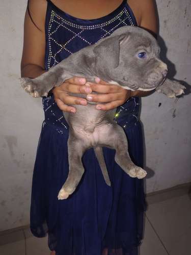 bonito cachorro Pitbull blu