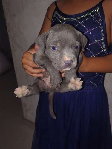 bonito cachorro Pitbull blu