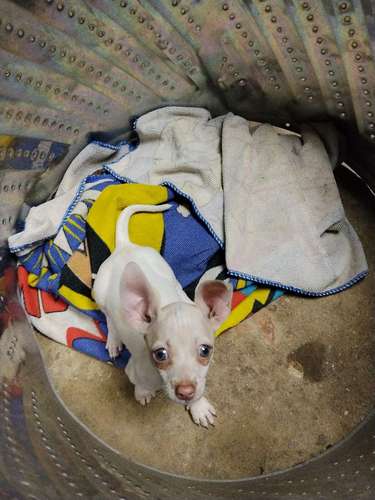 Chihuahua 