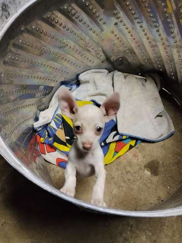 Chihuahua  - Imagen 2