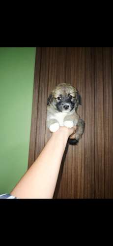 Maltipoo mini toy hembra 