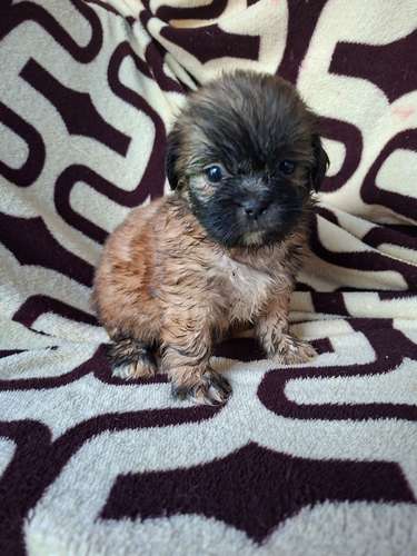 Shih tzu hembra  - Imagen 7