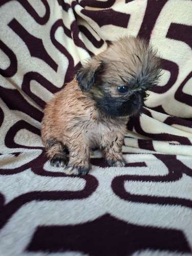 Shih tzu hembra  - Imagen 9