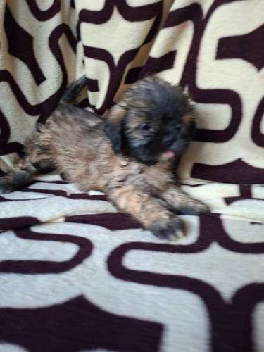 Shih tzu hembra  - Imagen 3