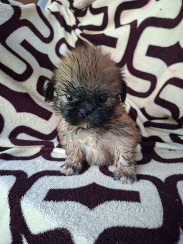 Shih tzu hembra  - Imagen 10