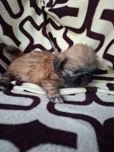 Shih tzu hembra  - Imagen 11