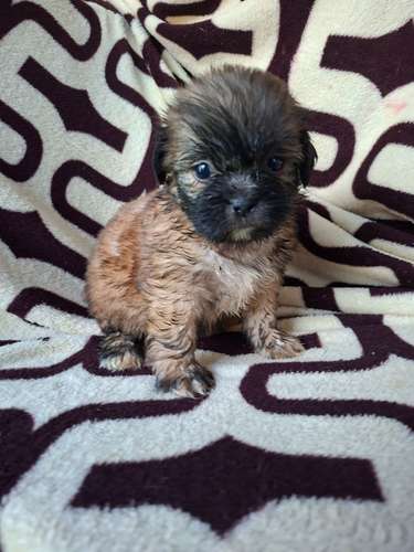 Shih tzu hembra  - Imagen 8