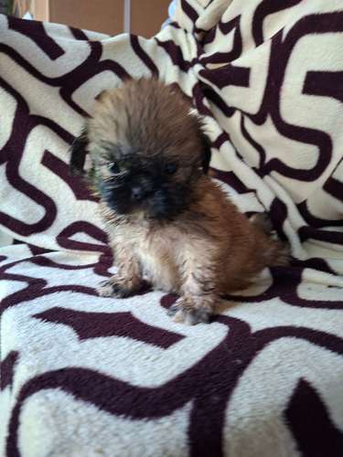 Shih tzu hembra  - Imagen 12