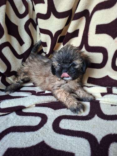 Shih tzu hembra 