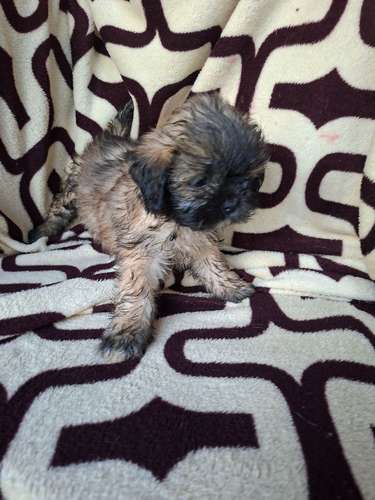 Shih tzu hembra  - Imagen 5