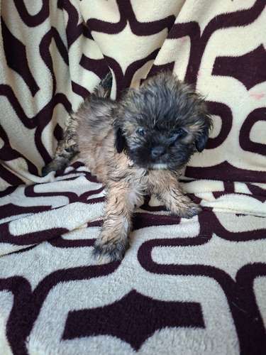 Shih tzu hembra  - Imagen 4