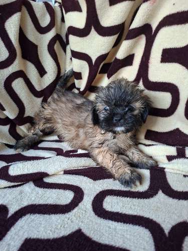 Shih tzu hembra  - Imagen 2